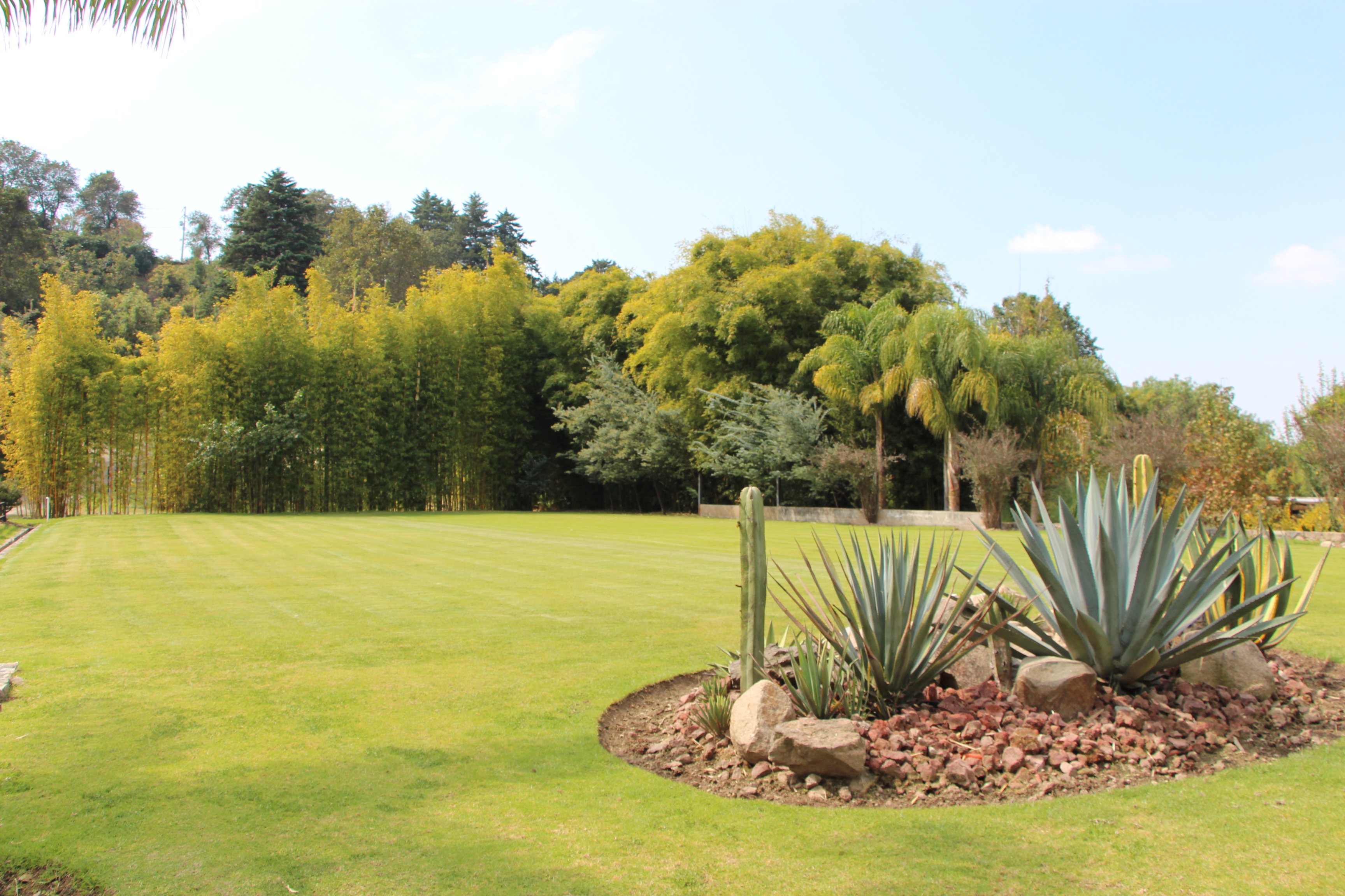 Detalle de flores y vegetación