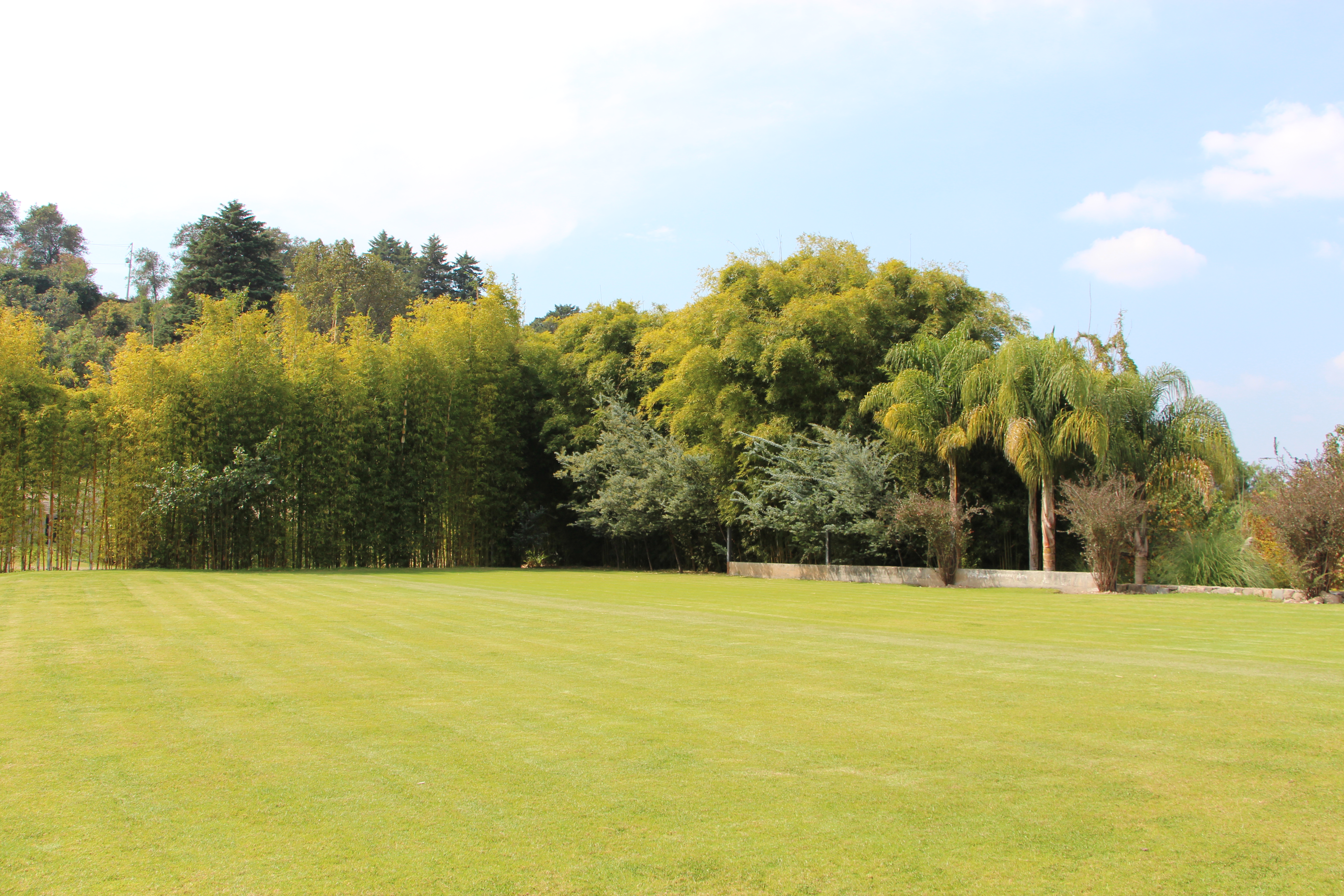 Árboles iluminados para evento nocturno